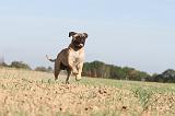 BULLMASTIFF 109